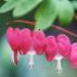 bleeding heart