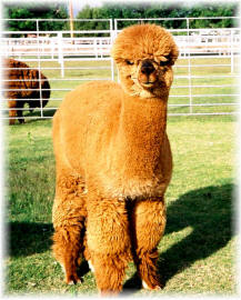 alpaca