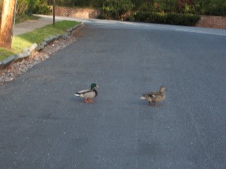 quack