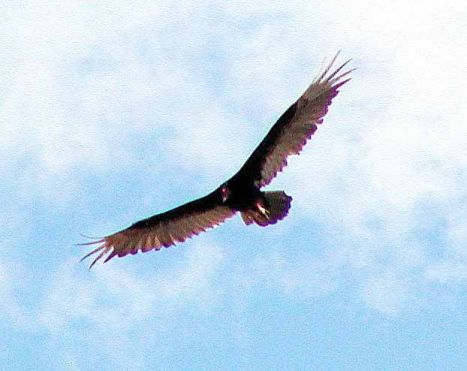 turkey vulture