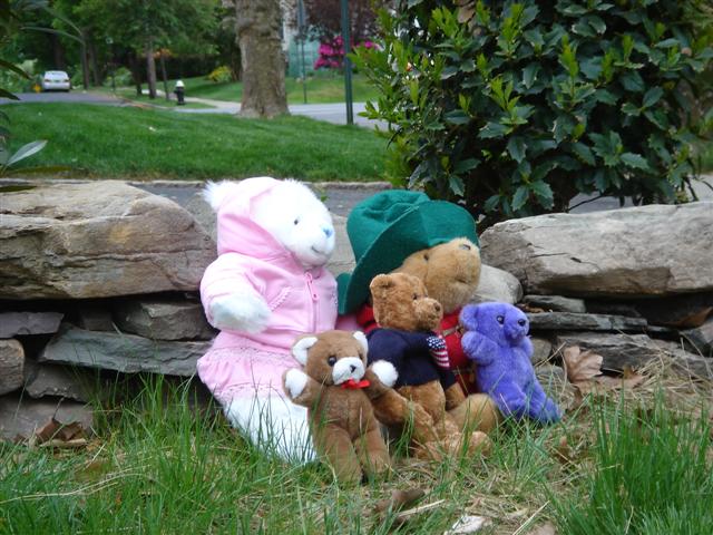 bearz