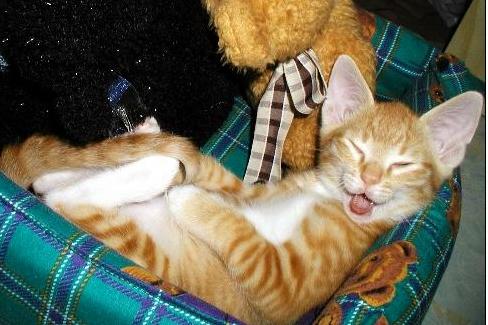 laughing cat