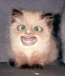 CAT1