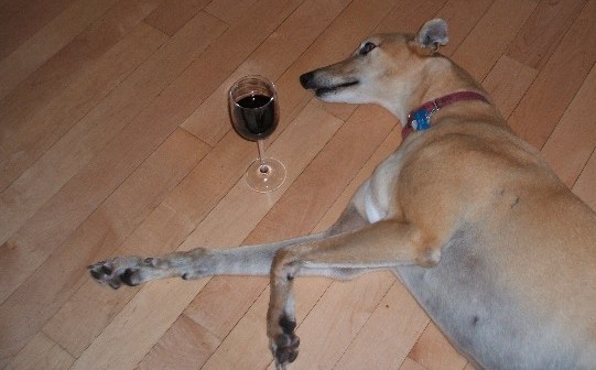 Poor Pup