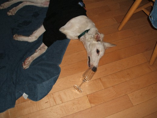 Other Poor Pup