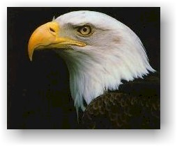 eagle