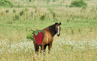 horsesass