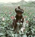 opium.jpg