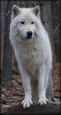 wolf