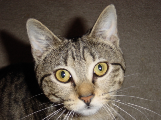Missing Cat
