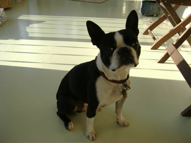 Pic of Toby