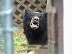 bear