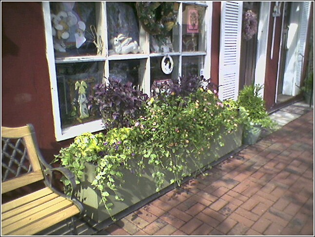 bunnysflowers