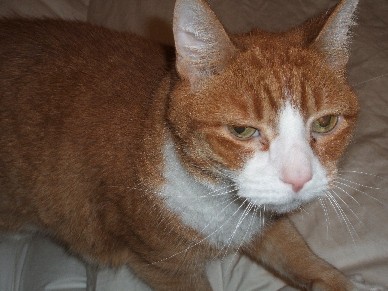 Free Cat