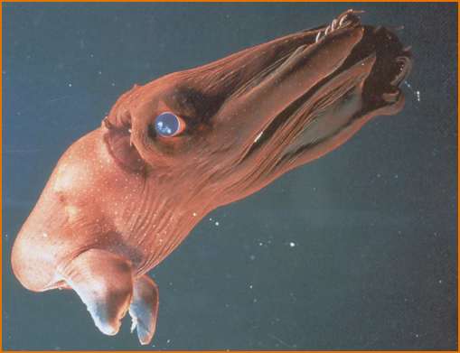 Vampire Squid