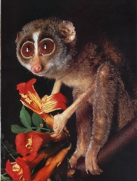 slenderloris